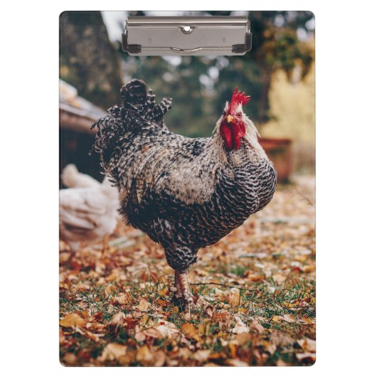 Schwarz-Weiß-Roster mit zwei Hühnern in der Natur Klemmbrett (Vorderseite)