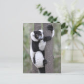Schwarz-Weiß-Ruffed Lemur auf Baum Postkarte (Stehend Vorderseite)