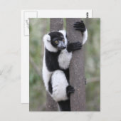 Schwarz-Weiß-Ruffed Lemur auf Baum Postkarte (Vorne/Hinten)