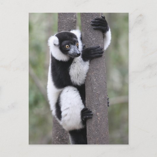 Schwarz-Weiß-Ruffed Lemur auf Baum Postkarte (Vorderseite)