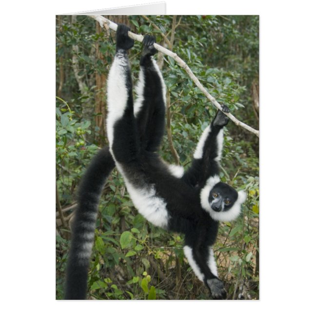 Schwarz-Weiß-Ruffed Lemur (Varecia (Vorne)