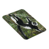 Schwarz-Weiß-Ruffed Lemur (Varecia Magnet (Rechte Seite)
