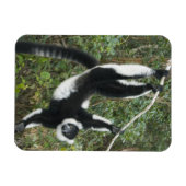 Schwarz-Weiß-Ruffed Lemur (Varecia Magnet (Horizontal)