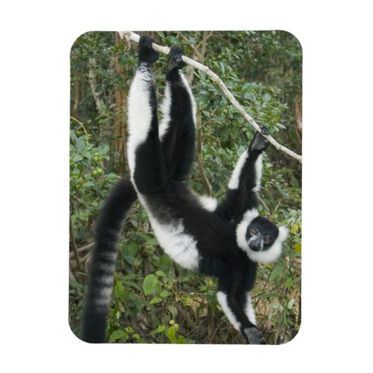 Schwarz-Weiß-Ruffed Lemur (Varecia Magnet (Vertikal)