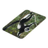 Schwarz-Weiß-Ruffed Lemur (Varecia Magnet (Linke Seite)