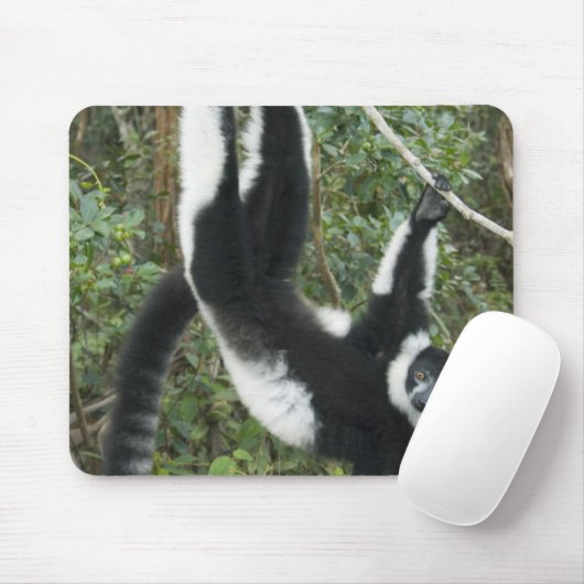 Schwarz-Weiß-Ruffed Lemur (Varecia Mousepad (Mit Mouse)