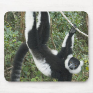 Schwarz-Weiß-Ruffed Lemur (Varecia Mousepad