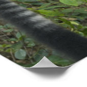 Schwarz-Weiß-Ruffed Lemur (Varecia Poster (Ecke)