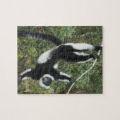 Schwarz-Weiß-Ruffed Lemur (Varecia Puzzle (Horizontal)