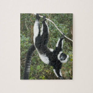 Schwarz-Weiß-Ruffed Lemur (Varecia Puzzle
