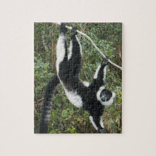 Schwarz-Weiß-Ruffed Lemur (Varecia Puzzle (Vertikal)