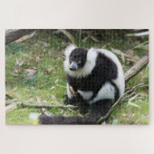 Schwarz-Weiß-Rufflemur: Tierfotografie Puzzle (Horizontal)