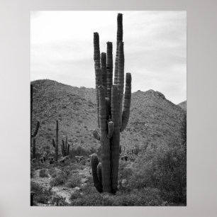 Schwarz-Weiß-Saguaro-Kaktus in der Arizona 16x20 Poster