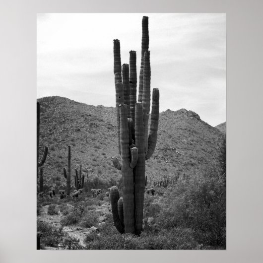 Schwarz-Weiß-Saguaro-Kaktus in der Arizona 16x20 Poster (Vorne)