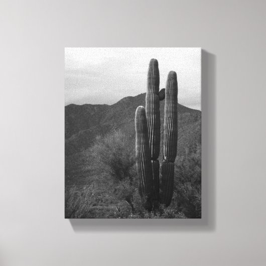 Schwarz-Weiß-Saguaro-Kaktus in Hills 8x10 Leinwanddruck (Vorderseite)