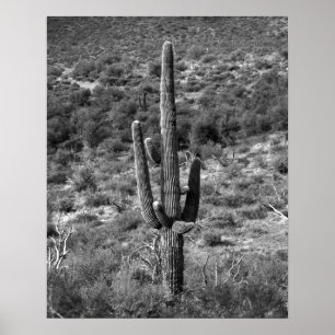 Schwarz-Weiß-Saguaro-Kaktus in Sagebrush 16x20 Poster