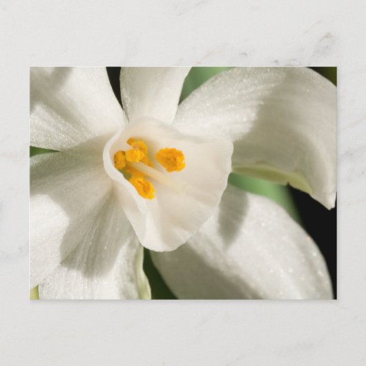 Schwarz-Weiß-Save the Date-Postkarten Ankündigungspostkarte (Vorderseite)