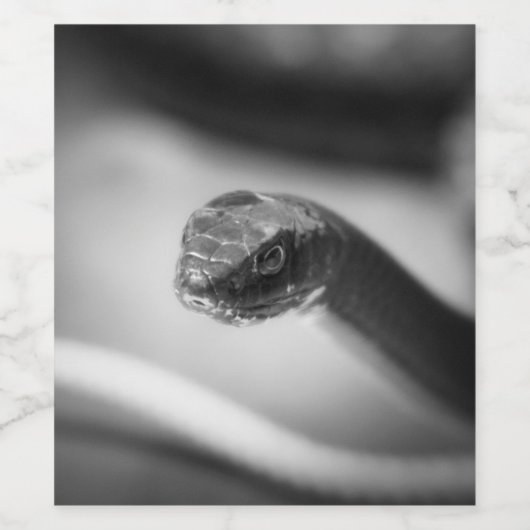 Schwarz-Weiß-Schlange Weinetikett (Einzelnes Label)