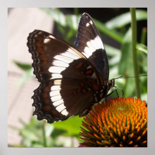 Schwarz-Weiß-Schmetterling 49 Poster