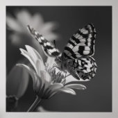 Schwarz-Weiß-Schmetterling Poster (Vorne)