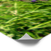 Schwarz-Weiß-Schmetterling-Poster Poster (Ecke)