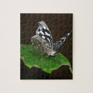 Schwarz-Weiß-Schmetterling Puzzle