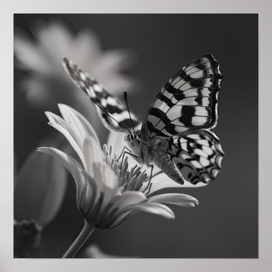Schwarz-Weiß-Schmetterling und Blume Poster (Vorne)
