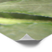 Schwarz-Weiß-Schmetterlingsdrucke Poster (Ecke)