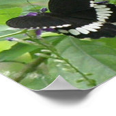 Schwarz-Weiß-Schmetterlingsdrucken Poster (Ecke)