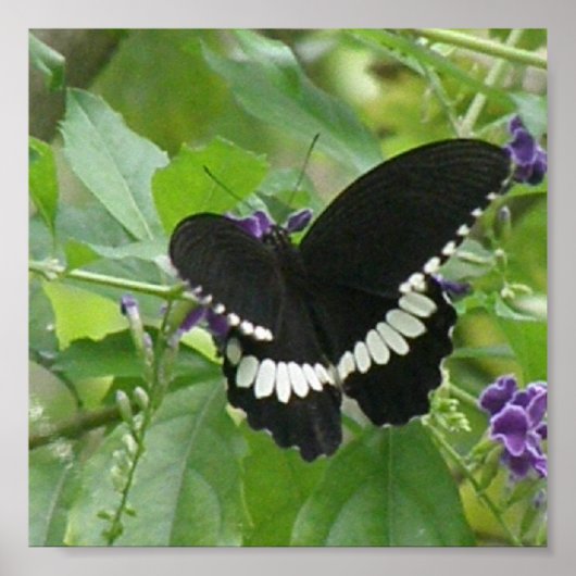 Schwarz-Weiß-Schmetterlingsdrucken Poster (Vorne)