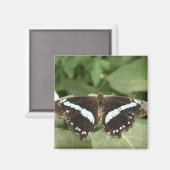 Schwarz-Weiß-Schmetterlingsmagnet Magnet (Vorderseite/Rückseite)