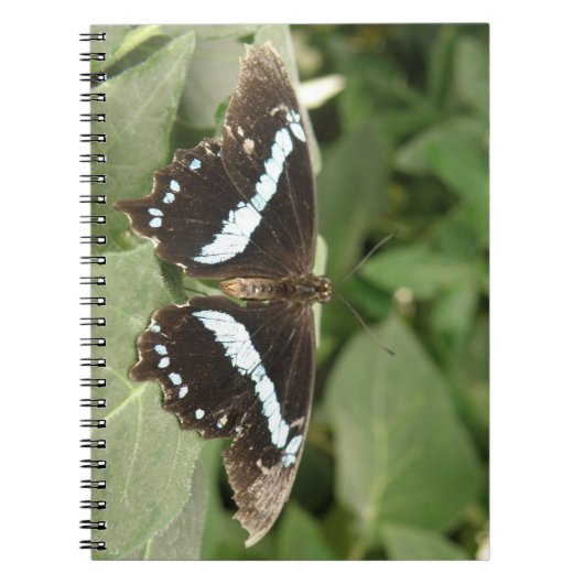 Schwarz-Weiß-SchmetterlingsNotebook Notizblock (Vorderseite)