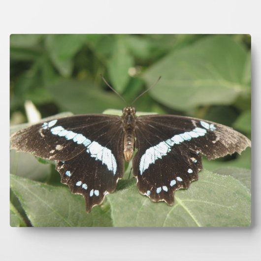 Schwarz-Weiß-SchmetterlingsPlaque Fotoplatte (Vorderseite)
