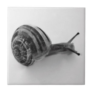 Schwarz-Weiß-Schnecke Fliese