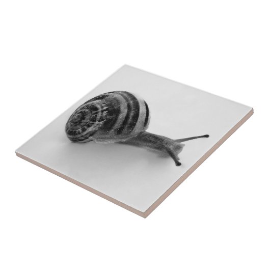 Schwarz-Weiß-Schnecke Fliese (Seite)