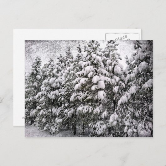Schwarz-Weiß-Schnee, Konifer, CO Postkarte (Vorne/Hinten)
