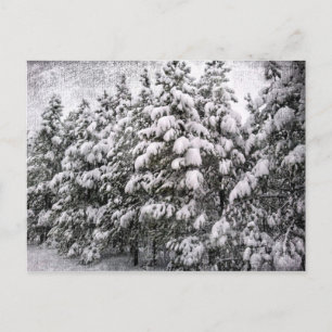 Schwarz-Weiß-Schnee, Konifer, CO Postkarte