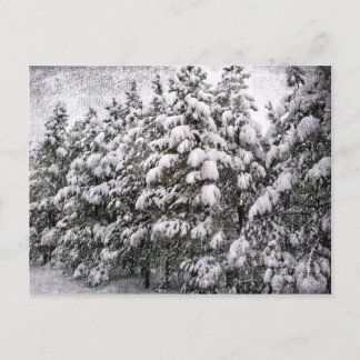 Schwarz-Weiß-Schnee, Konifer, CO Postkarte