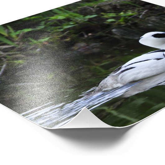 Schwarz-Weiß-Schwarm oder Meerschweinchen Wasservö Fotodruck (Ecke)