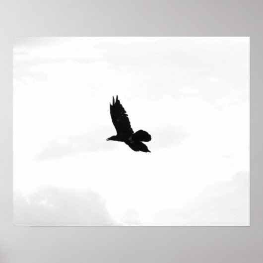 Schwarz-Weiß-Schwarz-Rabe 16x20 Poster (Vorne)