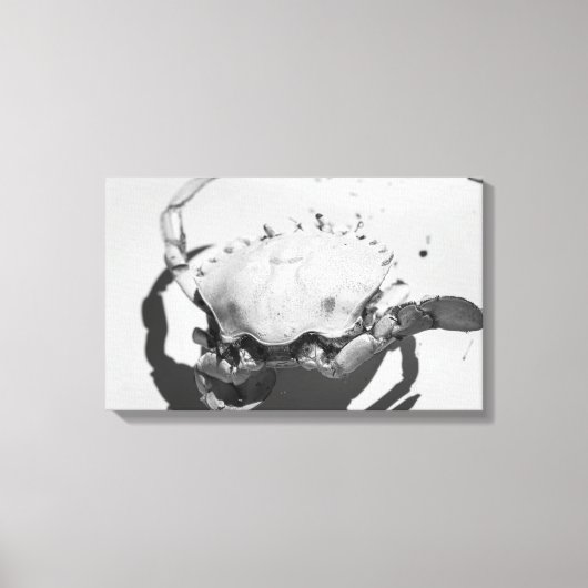 Schwarz-Weiß-Seekrabbe Leinwanddruck (Vorderseite)