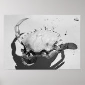 Schwarz-Weiß-Seekrabbe Poster (Vorne)