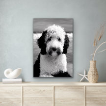 Schwarz-Weiß-Sheepadoodle-Poster