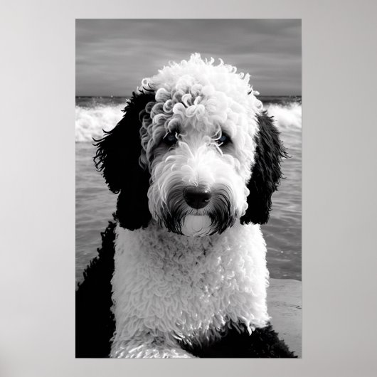 Schwarz-Weiß-Sheepadoodle-Poster Poster (Vorne)