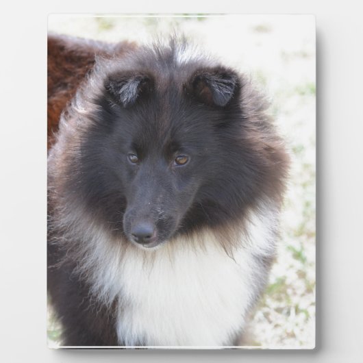 Schwarz-Weiß-Sheltie Fotoplatte (Vorderseite)