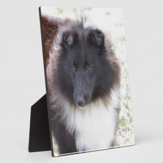 Schwarz-Weiß-Sheltie Fotoplatte (Seite)