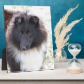 Schwarz-Weiß-Sheltie Fotoplatte (Seite)