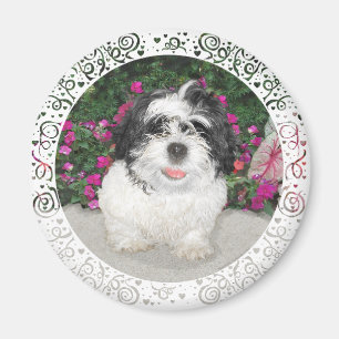 Schwarz & Weiß Shih Tzu Welpe Rettungshund Magnet