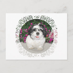 Schwarz & Weiß Shih Tzu Welpe Rettungshund Postkarte