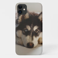 Schwarz-Weiß-sibirischer Husky